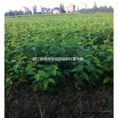 高杆红叶石楠 高杆红叶石楠 价格