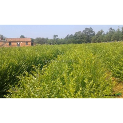 红叶石楠报价/江西红叶石楠报价