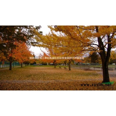 红叶石楠种子红叶石楠苗**红火焰红叶石楠苗红叶石楠种苗供销