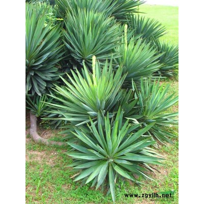 江苏红叶石楠 高杆红叶石楠苗