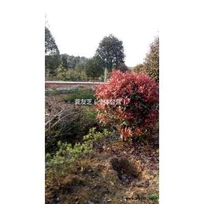 长沙供应优质红叶石楠小苗