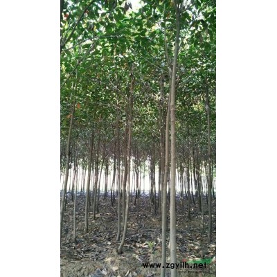 安徽省广德皖东苗木专业合作业*高杆红叶石楠*大基地