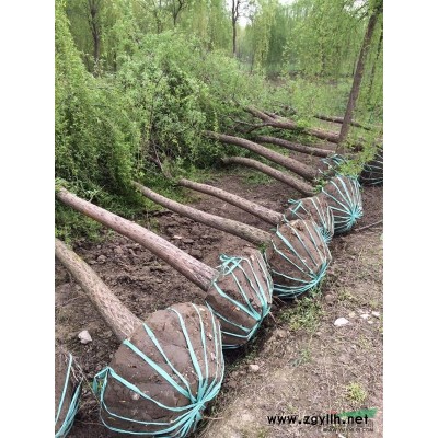 红叶石楠（高杆石楠）