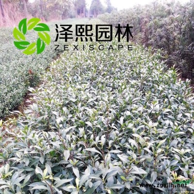 泽熙正品  红叶石楠 绿化工程色块 优质专业培育 金华直销