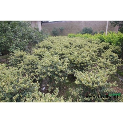 红叶石楠柱3*新价格/红叶石楠柱3报价