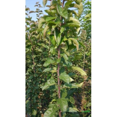 红叶石楠毛球行情报价\红叶石楠毛球图片展示