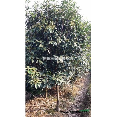 河南红叶石楠基地、潢川红叶石楠基地、红叶石楠价格