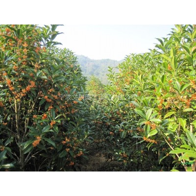 红叶石楠，红叶石楠球，红叶石楠树，各规格红叶石楠