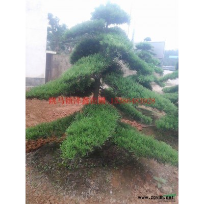 我的红叶石楠基地行情报价\我的红叶石楠基地图片展示