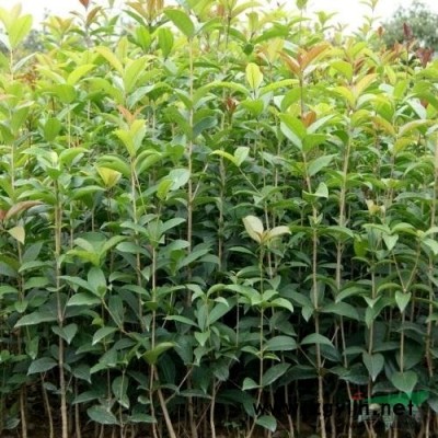 红叶石楠球报价/江苏红叶石楠球报价