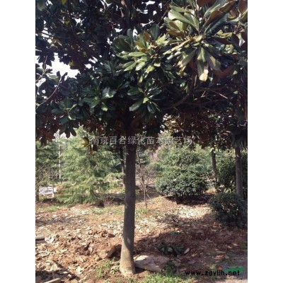 红叶石楠球、大叶女贞价格