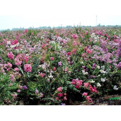 安徽红叶石楠基地