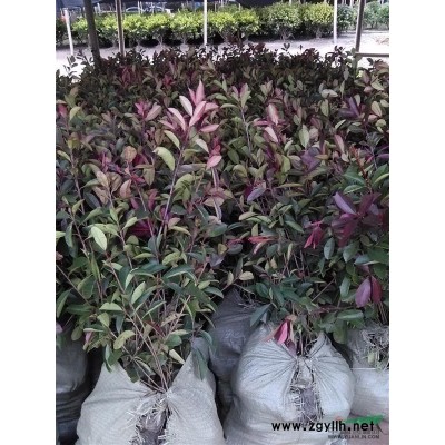 红叶石楠柱，金叶女贞柱，大叶黄杨柱