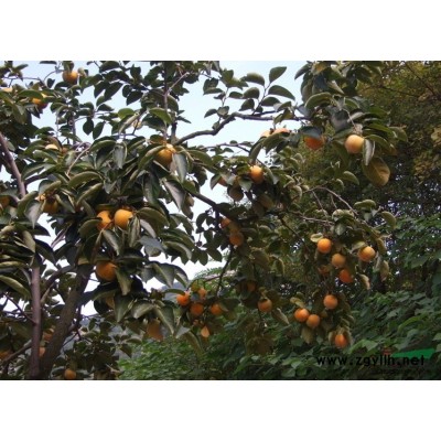 红叶石楠图片\红叶石楠报价