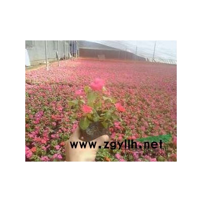 山东冬青生产厂家|青州红叶石楠批发价格