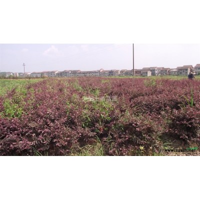 大量供应冠幅40-50CM红叶石楠球