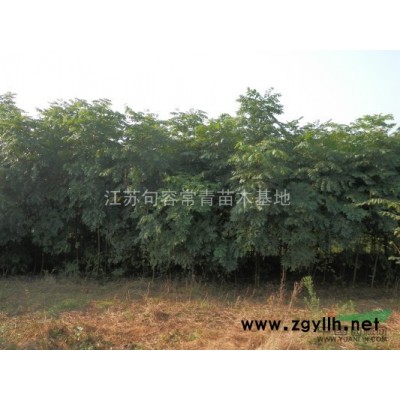 *新红叶石楠供应，红叶石楠小苗，基地红叶石楠苗，红叶石楠价格