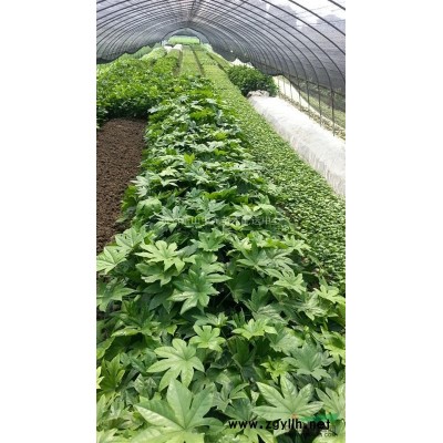 大量供应法国冬青