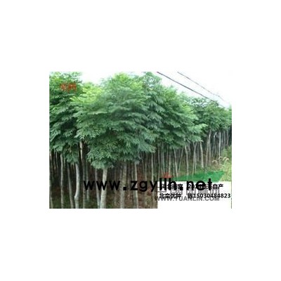 法国冬青价格、法国冬青批发、法国冬青供应