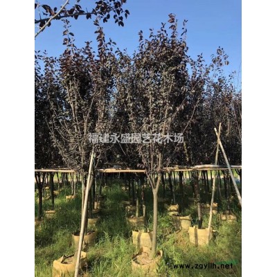 红叶石楠大量供应永盛园艺直销 可供30000袋