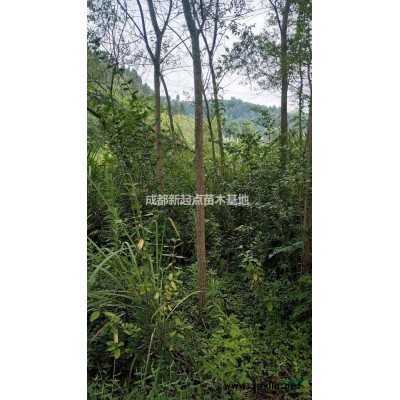 四川地在红叶石楠色块地苗高度40公分以上