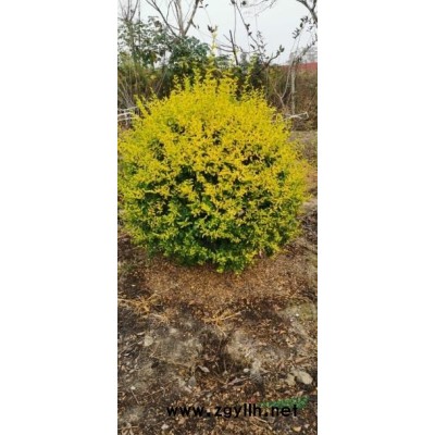 一米红叶石楠球苗圃到期，低价处理