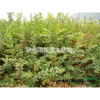 湖南怀化4公分红叶石楠