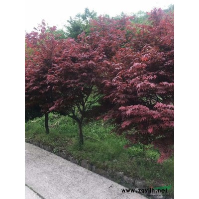红叶石楠大杯苗