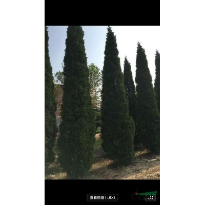 高杆红叶石楠 安徽红叶石楠 红叶石楠价格