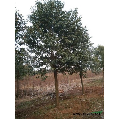 河南省南阳市供应高杆红叶石楠