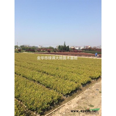 红叶石楠大杯H40