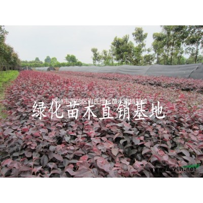 低价供应红叶石楠,红叶石楠小苗,湖南红叶石楠，红叶石楠毛球