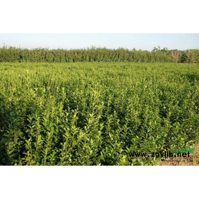 红叶石楠*新价格/红叶石楠报价