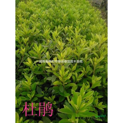 湖南红叶石楠、红叶石楠小苗价格