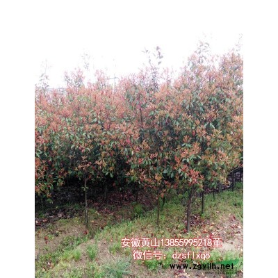 红叶石楠球 （P60-300cm) 安徽黄山 苗圃货源