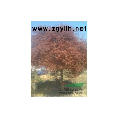 嵊州正灿苗木：红叶石楠