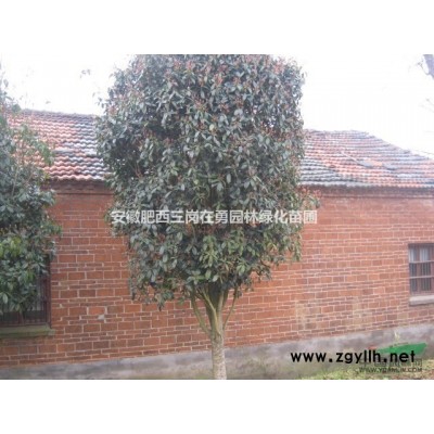 安徽桂花 紫薇 樱花 喜树 红梅 绿梅 海桐球 红叶石楠球