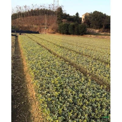 红叶石楠小苗，湖南红叶石楠小苗，红叶石楠小苗价格