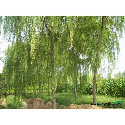 红叶石楠盆苗   红叶石楠球