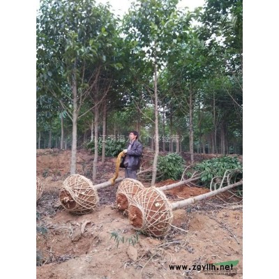 江西红叶石楠、紫薇，桂花、杨梅