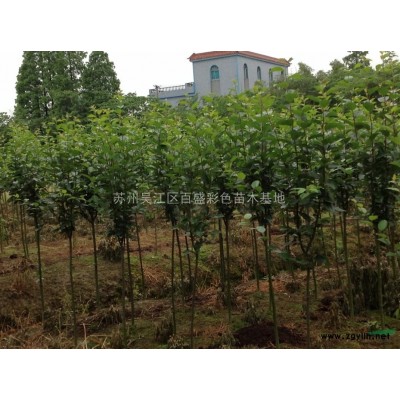 苏州供应优质红叶石楠 价格从优