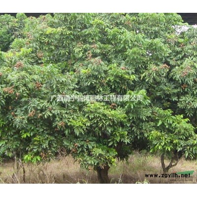 红叶石楠—常绿小乔木