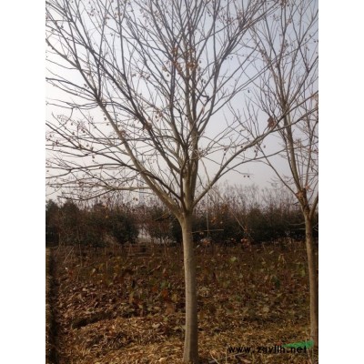 供应1-25公分的高杆红叶石楠