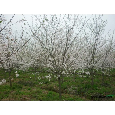 供应5-10公分红叶石楠