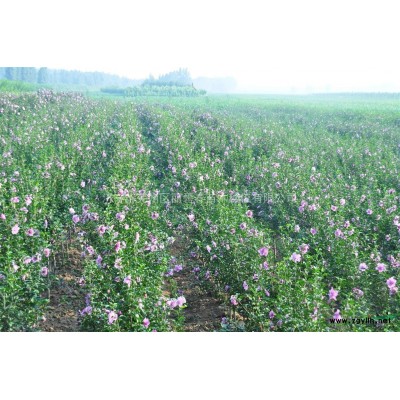 红叶石楠2-3cm,1万株