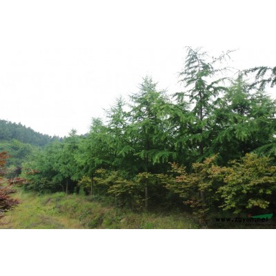 杭州园林景观专用大树型红叶石楠