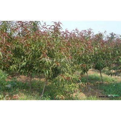 紫薇木槿紫荆红叶石楠红叶梨榆叶梅紫叶矮樱河南桧图1