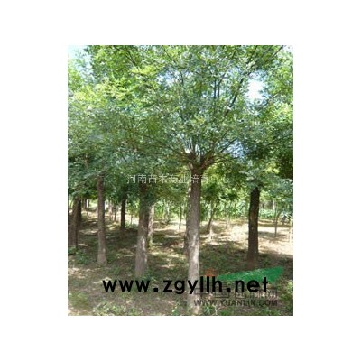 紫薇木槿紫荆红叶石楠红叶梨榆叶梅紫叶矮樱河南桧图3