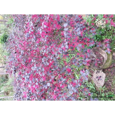 供应福建漳州红绒球/红叶石楠/金脉爵传各种规格*新价格/批发