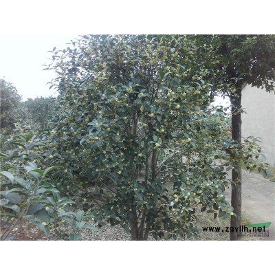 安徽5公分高杆红叶石楠